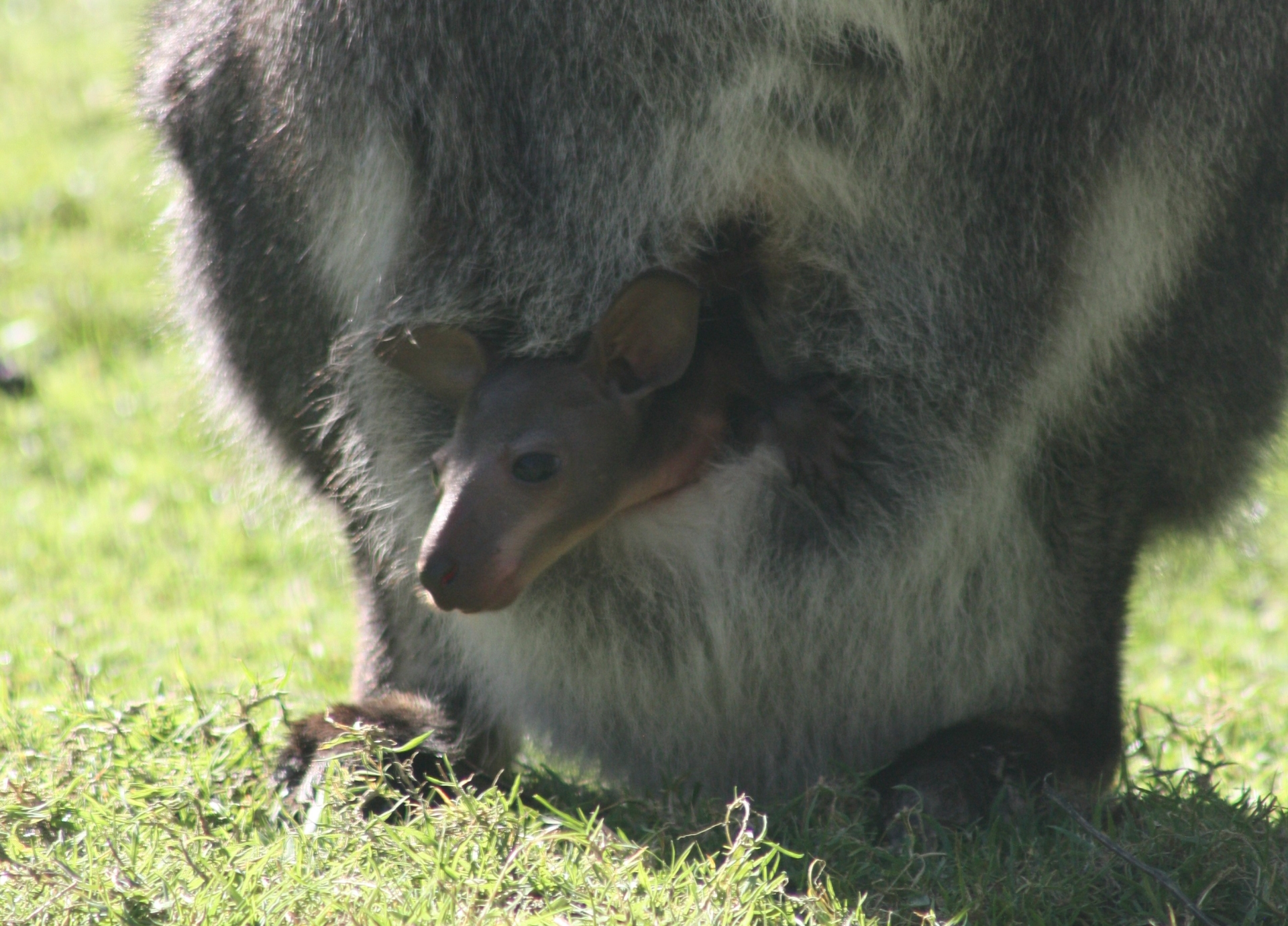 Signs of spring at North Devon zoo as baby wallaby sees the world for ...
