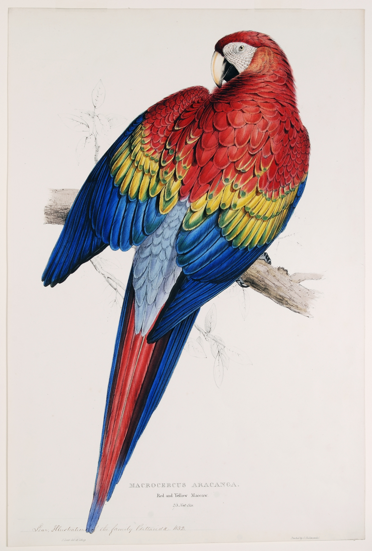 ‘Colour’ exhibition set to brighten Exeter museum this summer