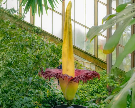 Titan arum in bloom – credit Sebastian Kettley RGB Kew