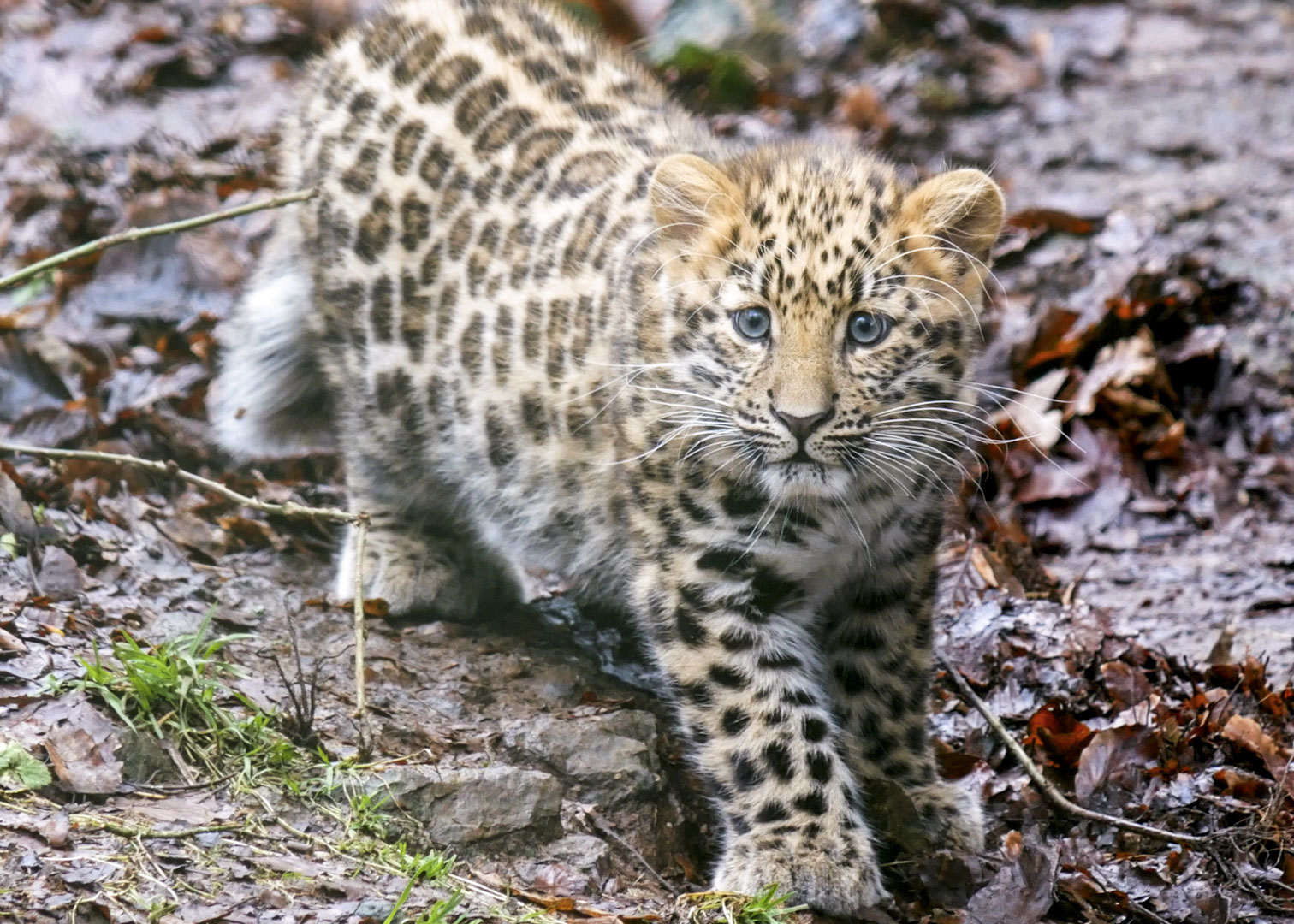 Dartmoor Zoo shares highly-anticipated update for rare blue-eyed big ...