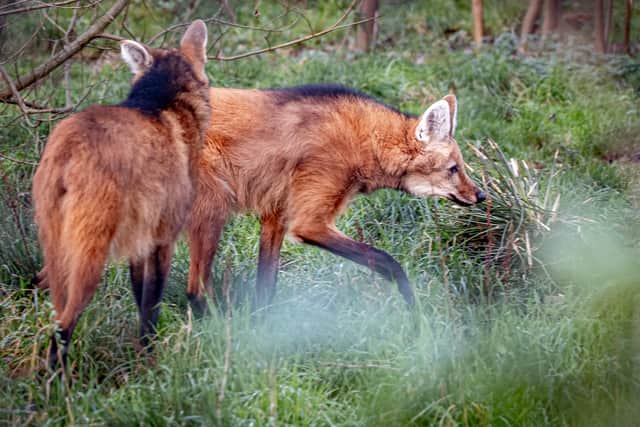 VIDEO: Paignton Zoo celebrates birth of rare maned wolf pups