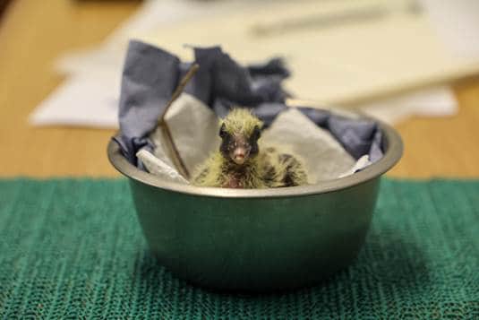 Rare pigeon hand-reared at Paignton Zoo marks a milestone
