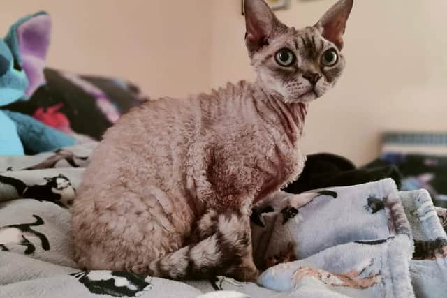 Bideford resident's Devon Rex cat achieves pinnacle title in UK cat shows