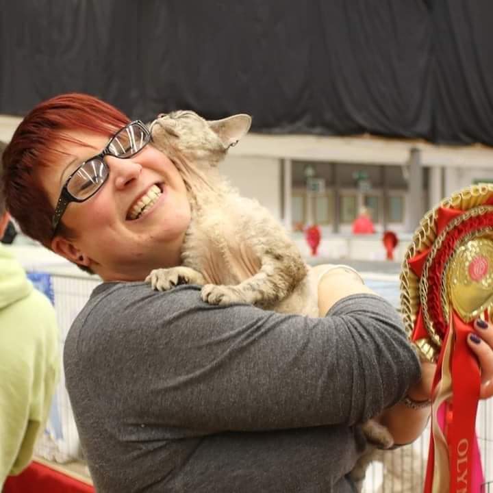 Bideford resident's Devon Rex cat achieves pinnacle title in UK cat shows