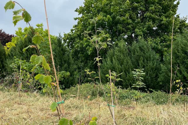 They’ll be hosting a tree give-away on Tuesday, November 29, 2pm to 5pm, with 300 free trees available to Torbay residents, thanks to Saving Devon’s Treescapes.
