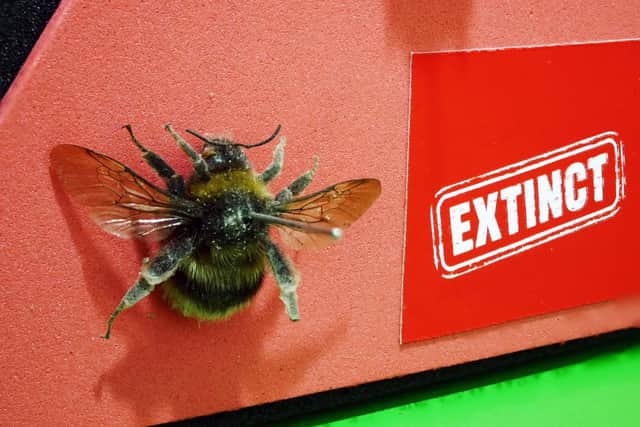 Insects packing a punch at Torquay Museum