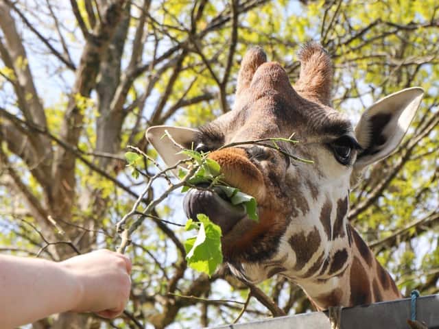 Paignton Zoo giraffe