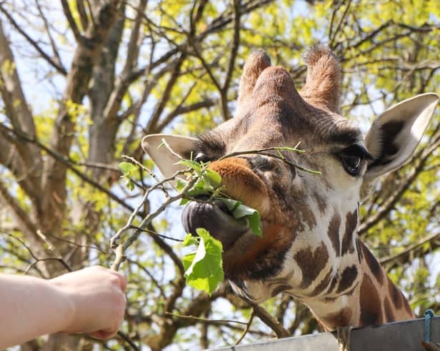 Paignton Zoo giraffe 