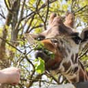 Paignton Zoo giraffe 
