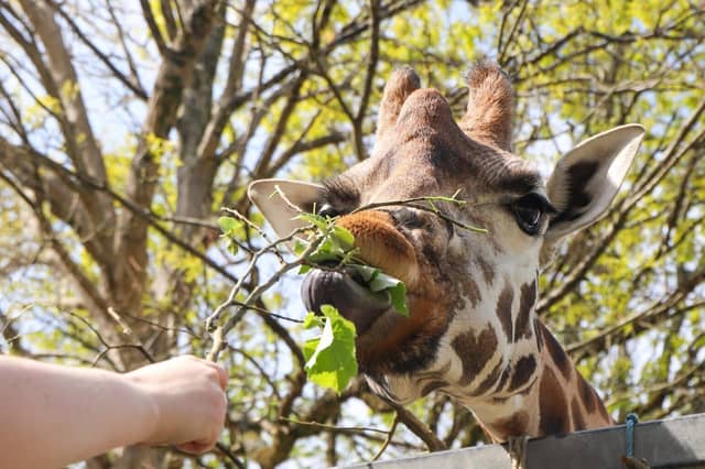 Paignton Zoo giraffe
