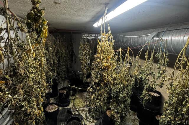 Some of the 161 cannabis plants seized by police during the raid