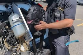 olice dog Jasper helped catch five people with drugs during a night out in Paignton
