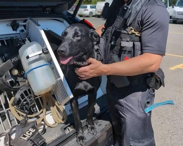 olice dog Jasper helped catch five people with drugs during a night out in Paignton