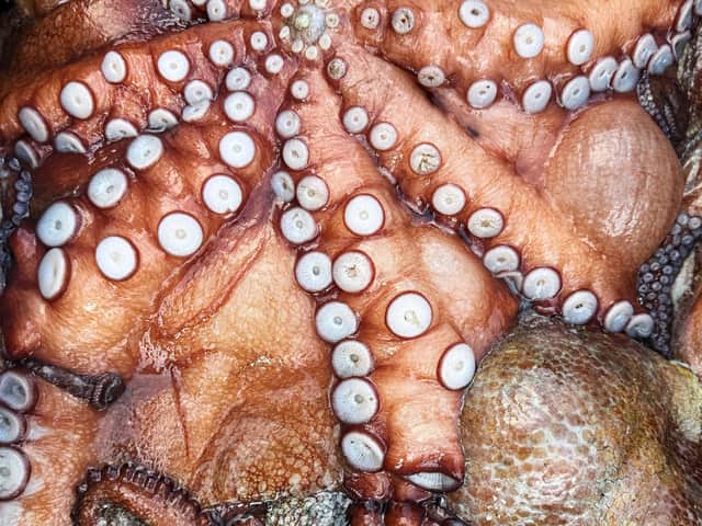 Most of the catch will be exported to European markets