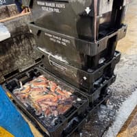 Brixham Fish Market sees surge in Mediterranean octopus landings