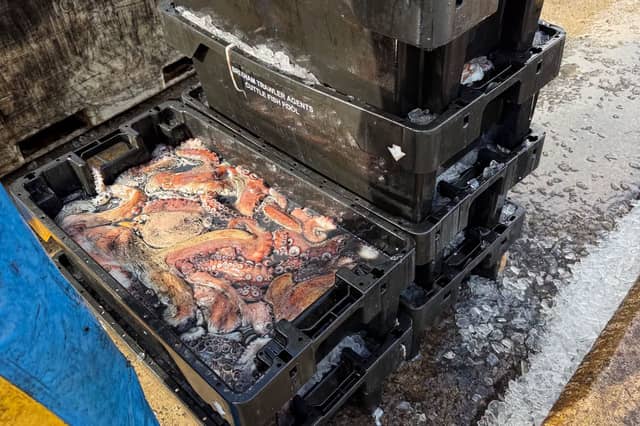 Large volumes of Mediterranean Octopus are arriving at Brixham