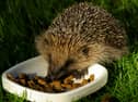 The Devon Mammal Atlas project will seek to ascertain the numbers and distribution of 33 animal species, including hedgehogs as well as rarer creatures such as beavers and pine martens. Credit: Gillian Day