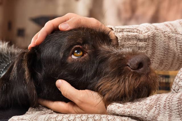 Victoria and Kevin offer advice on how to help your dog this Bonfire Night