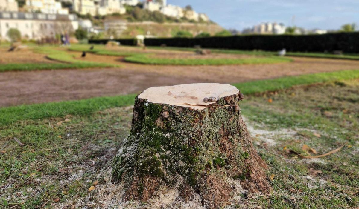 Torbay palm tree row takes new twist Torbay Today