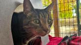Lost Torbay cat reunited with owner after five years