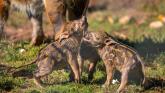 Image credit: Paignton Zoo/Farah Adaci