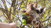 Paignton Zoo giraffe (Image courtesy: Paignton Zoo)