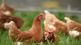 RSPCA hails government&rsquo;s &ldquo;first step&rdquo; in improving animal welfare