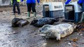 Inside Devon&rsquo;s seal rescue season as pups return to the wild