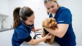How Torbay pet owners can get free vet health checks this January