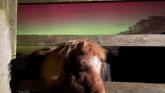 Miniature Shetland pony Sir Didymus, experiencing the Northern Lights for the first time (Image- The Mare and Foal Sanctuary)