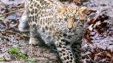 After being kept off-show since birth, Dartmoor Zoo has confirmed an important update on its rare Amur leopard cub (Image- Kira Butters)