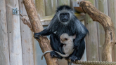 Watch: Baby boom at Paignton Zoo as second rare white monkey born