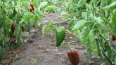 Gardening: Fall in love with your garden - Valentine&rsquo;s chillies are calling