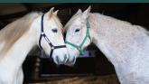 Swipe right on rescue: Ponies seek perfect match this Valentine&rsquo;s