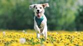 Spring warning for dog owners as common garden plants pose hidden danger