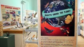 Torquay Museum sticking up for the little guys