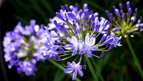 Gardening: Enjoy the art of plant swapping