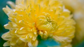 Gardening with Pat Duke: Gardening tips for blooming bliss beyond the longest day