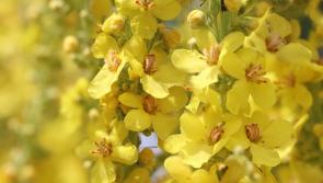 Gardening: Flowers, bees and salad crops take centre stage