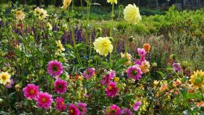 Gardening with Pat Duke - time to love those Dahlias 