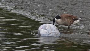 Kevin Foster: More power to elbow in pollutioners battle