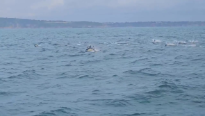 WATCH VIDEO: Amazing footage of a dolphin pod spotted just off the coast of Brixham