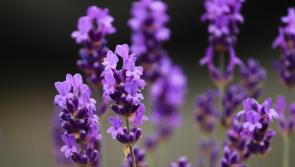 Pat Duke Gardening: Perfect time for Lavender and tomatoes 