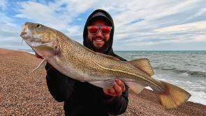 Cod turning up on Chesil with the summer species