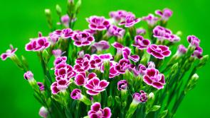 Gardening: Every cloud has some silver foliage