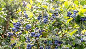 It’s Battle of Blueberries with the birds time