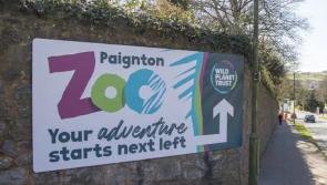Monkey business at Paignton Zoo as animal escapes
