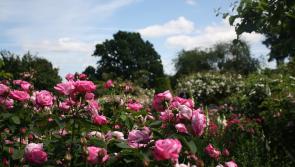 Gardening with Pat Duke: Time of year when roses steal show