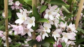 Pat Duke: Why I’ve distanced myself from shrubs