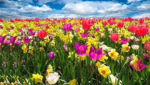 Make your garden yours - like the colour of your favourite football team?